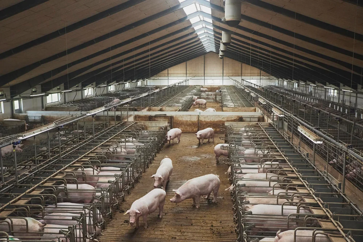 Afbeelding bij: Deel 1: Hoe het begon