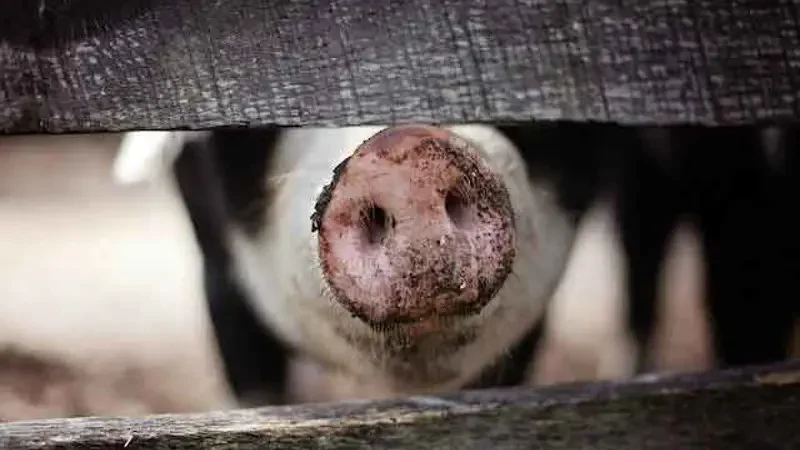 Afbeelding bij: De Wet geurhinder en veehouderij